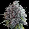 Killer A5 Haze V&Yacute;PRODEJ