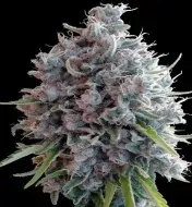 Killer A5 Haze V&Yacute;PRODEJ