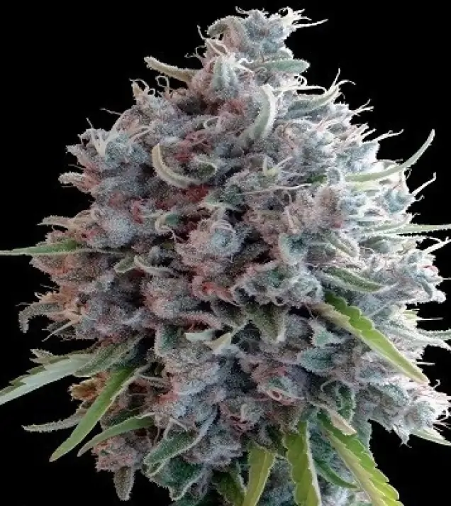 Killer A5 Haze V&Yacute;PRODEJ