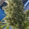 Killer A5 Haze V&Yacute;PRODEJ