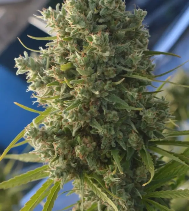 Killer A5 Haze V&Yacute;PRODEJ