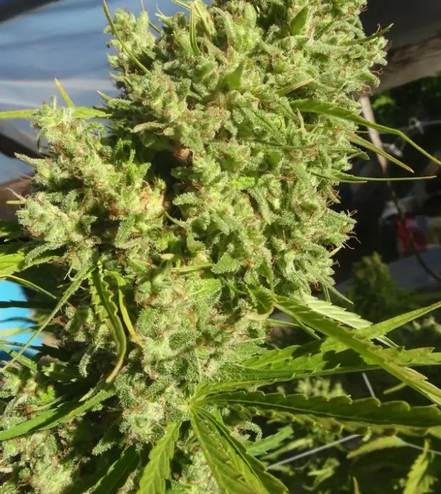 Killer A5 Haze V&Yacute;PRODEJ