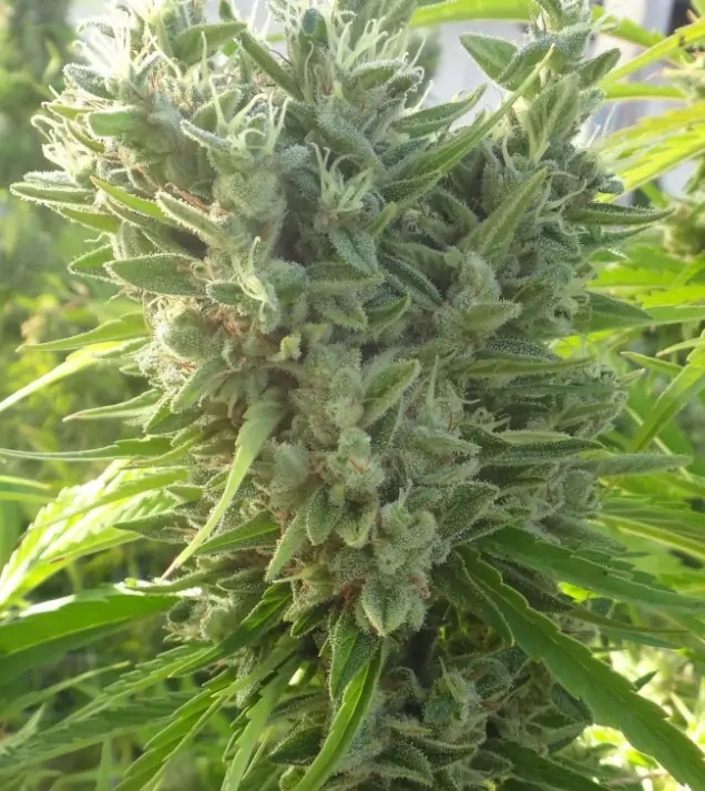 Killer A5 Haze V&Yacute;PRODEJ