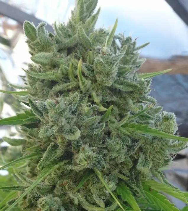 Killer A5 Haze V&Yacute;PRODEJ