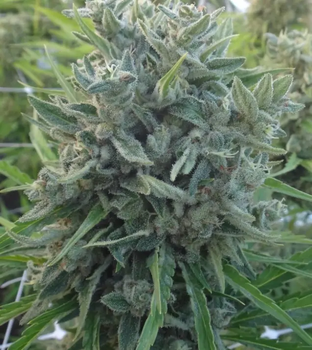 Killer A5 Haze V&Yacute;PRODEJ