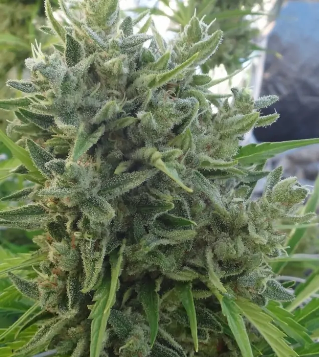 Killer A5 Haze V&Yacute;PRODEJ