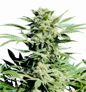 Shiva Skunk V&Yacute;PRODEJ