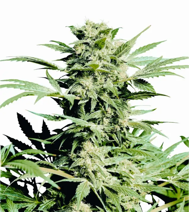 Shiva Skunk V&Yacute;PRODEJ