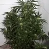 Early Skunk X Haze&nbsp;Regular V&Yacute;PRODEJ