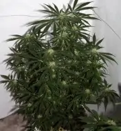 Early Skunk X Haze&nbsp;Regular V&Yacute;PRODEJ