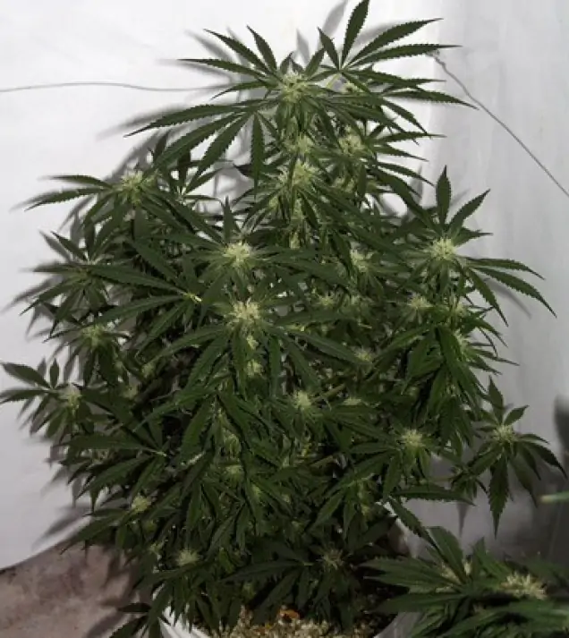 Early Skunk X Haze&nbsp;Regular V&Yacute;PRODEJ