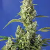 Gorilla Girl XL Auto V&Yacute;PRODEJ