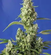 Gorilla Girl XL Auto V&Yacute;PRODEJ