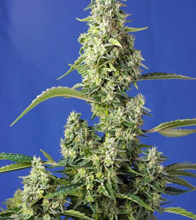 Gorilla Girl XL Auto V&Yacute;PRODEJ