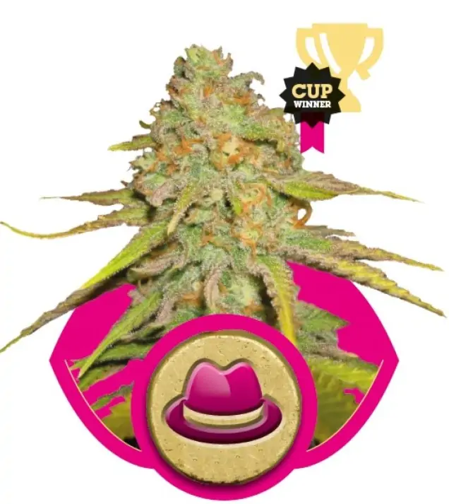 Og Kush V&Yacute;PRODEJ