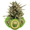 Amnesia Haze Automatic V&Yacute;PRODEJ