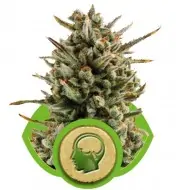 Amnesia Haze Automatic V&Yacute;PRODEJ