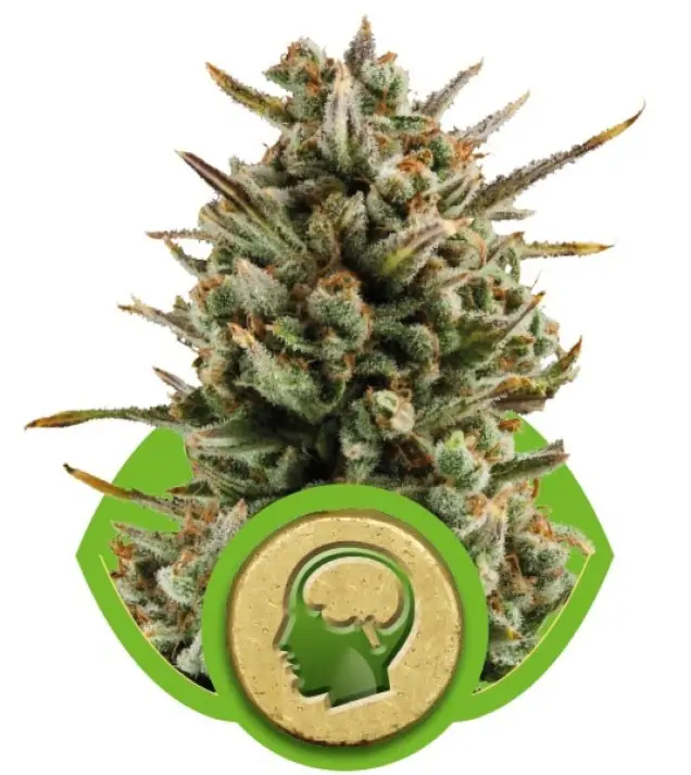 Amnesia Haze Automatic V&Yacute;PRODEJ