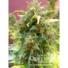 Amnesia Haze Automatic V&Yacute;PRODEJ
