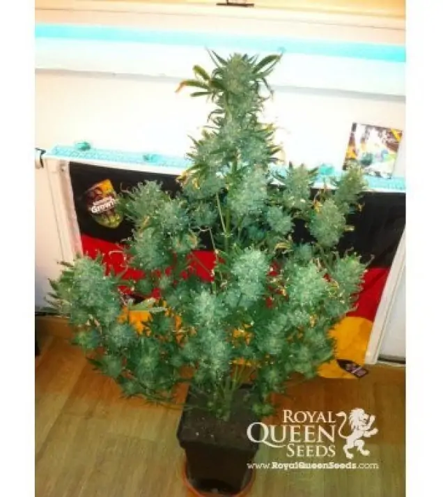 Amnesia Haze Automatic V&Yacute;PRODEJ