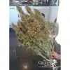 Amnesia Haze Automatic V&Yacute;PRODEJ