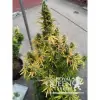 Amnesia Haze Automatic V&Yacute;PRODEJ