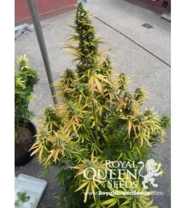 Amnesia Haze Automatic V&Yacute;PRODEJ