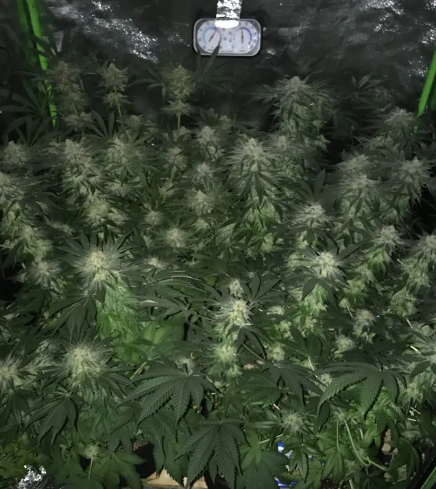 Girl Scout Kush V&Yacute;PRODEJ