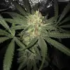 Girl Scout Kush V&Yacute;PRODEJ