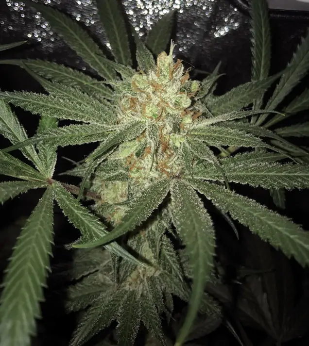 Girl Scout Kush V&Yacute;PRODEJ