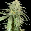 Girl Scout Kush V&Yacute;PRODEJ