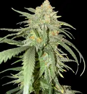 Girl Scout Kush V&Yacute;PRODEJ