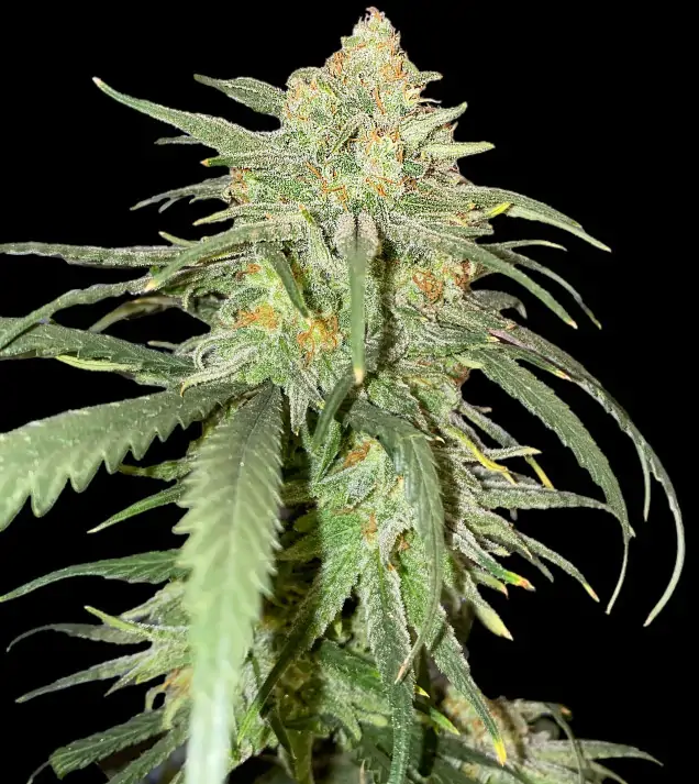 Girl Scout Kush V&Yacute;PRODEJ