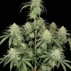 Girl Scout Kush V&Yacute;PRODEJ