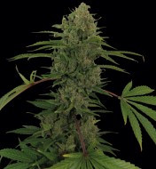 Critical Kush Autoflowering