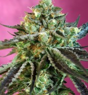 Sweet Nurse Auto CBD