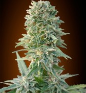 Auto Jack Herer