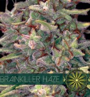 Brainkiller Haze