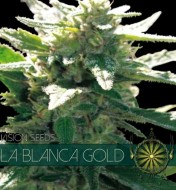 La Blanca Gold