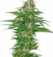 Early Skunk Automatic