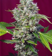 San Fernando Lemon Kush