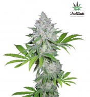 Californian Snow Auto