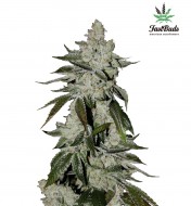 Girl Scout Cookies Auto