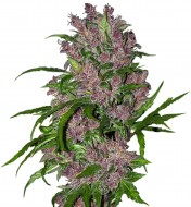 Purple Bud Automatic