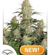 Auto Critical Orange Punch