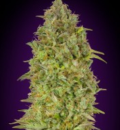 Skunk 47