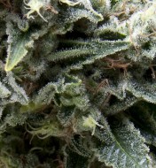 Auto New York City CBD