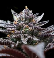 Double Stuffed Sorbet