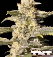 TNT Kush CBD