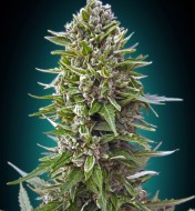 Automatik Collection 2